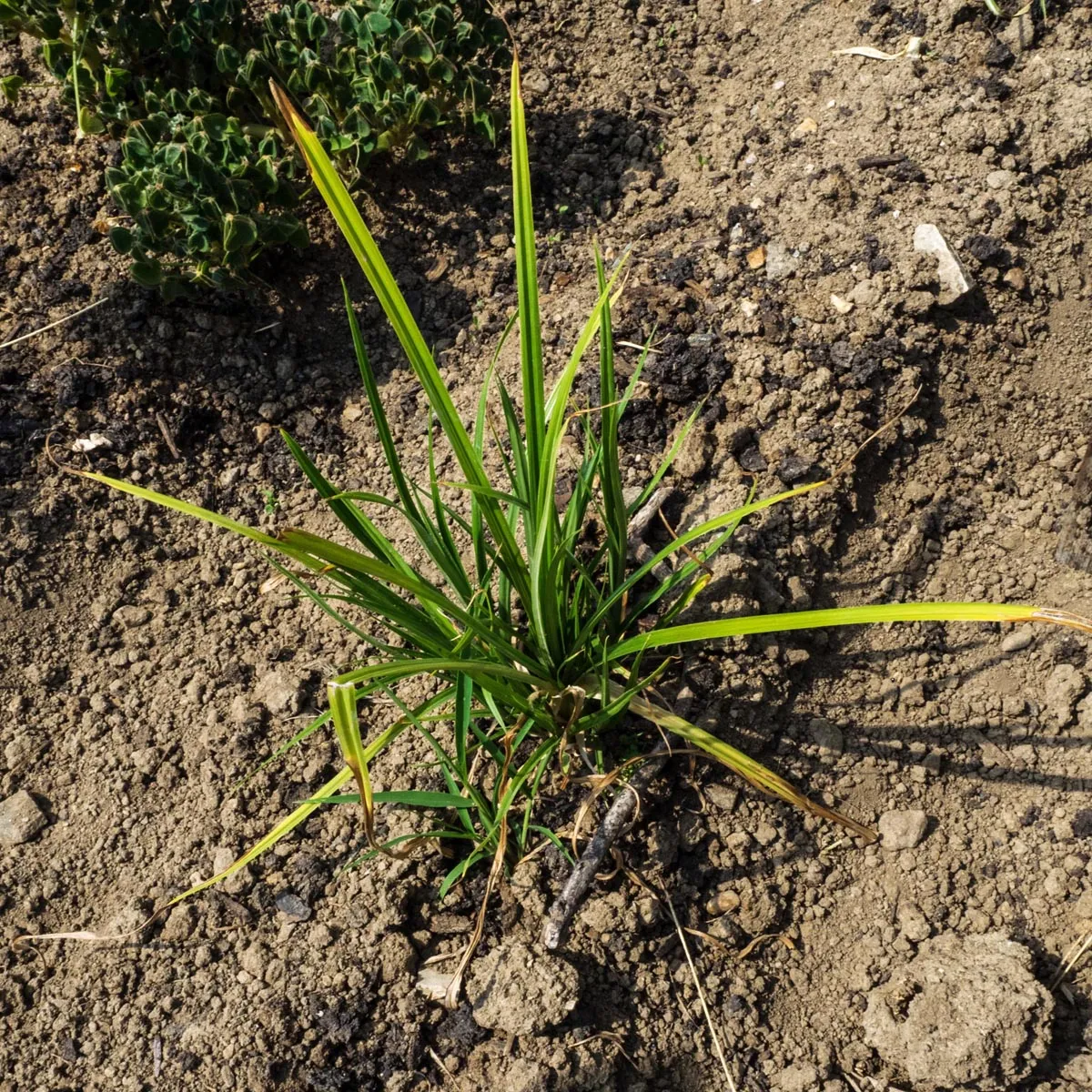 Erdmandel / Chufa - Kultuform (Cyperus esculentus var. sativus) Samen