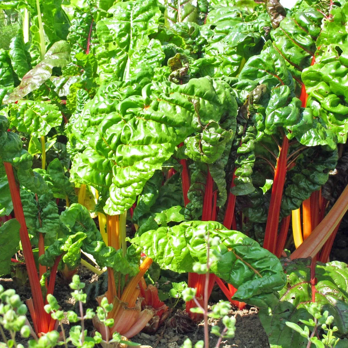 Bunter Mangold 'Five Colours' (Beta vulgaris ssp.vulgaris) Bio Saatgut