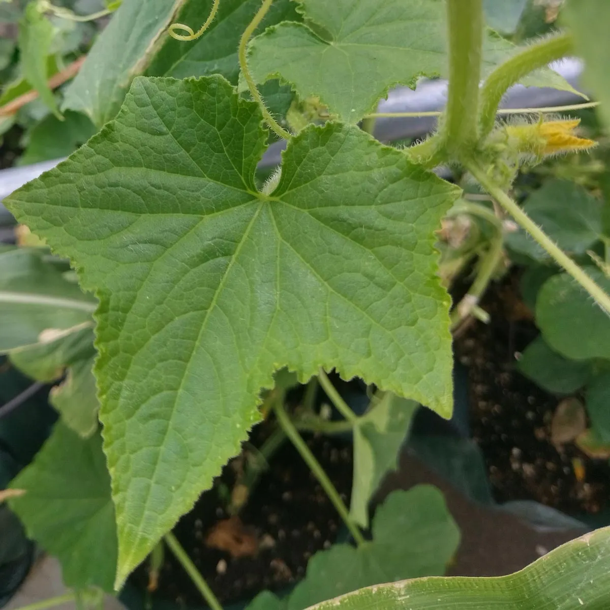 Gurke 'Marketmore’ (Cucumis sativus) Samen
