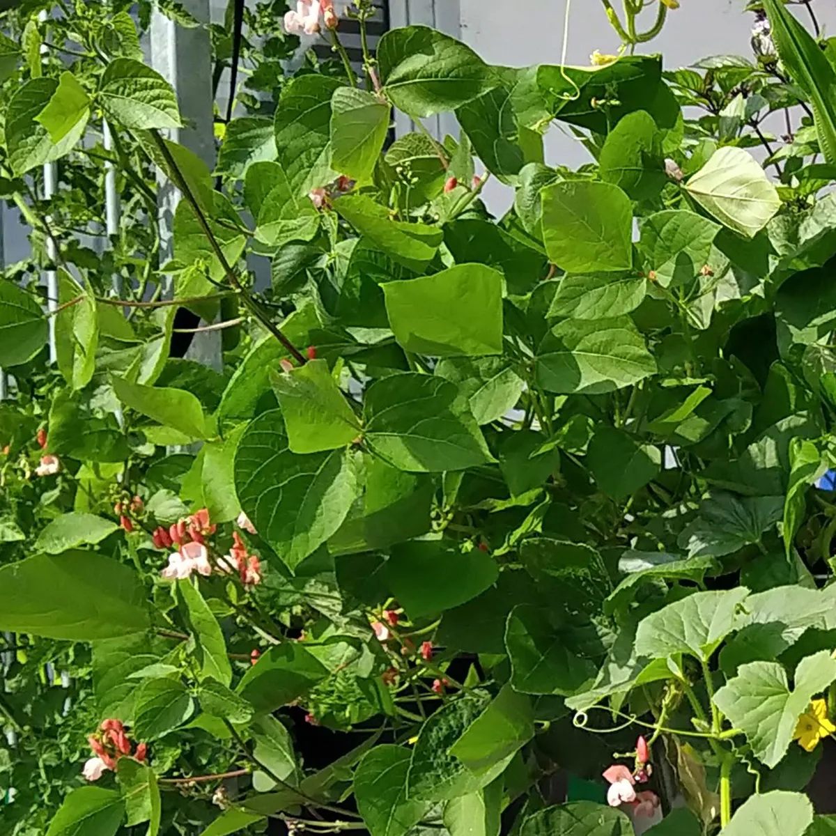 Prunkbohnen 'Hestia' (Phaseolus coccineus) Samen