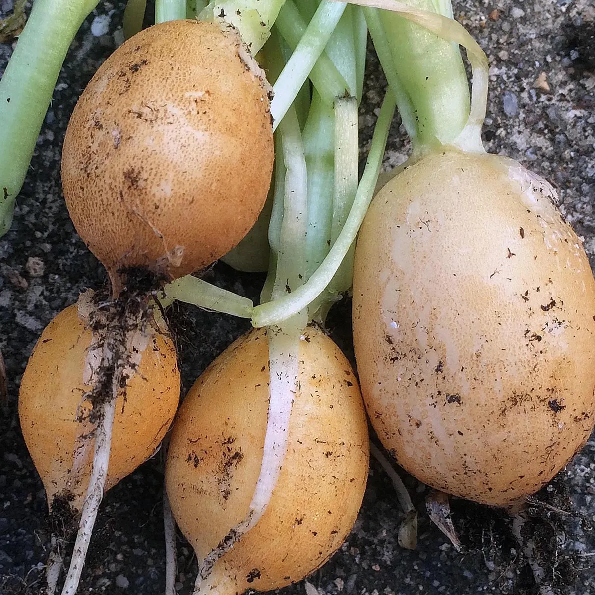 Gelbes Radieschen 'Zlata' (Raphanus sativus) Samen