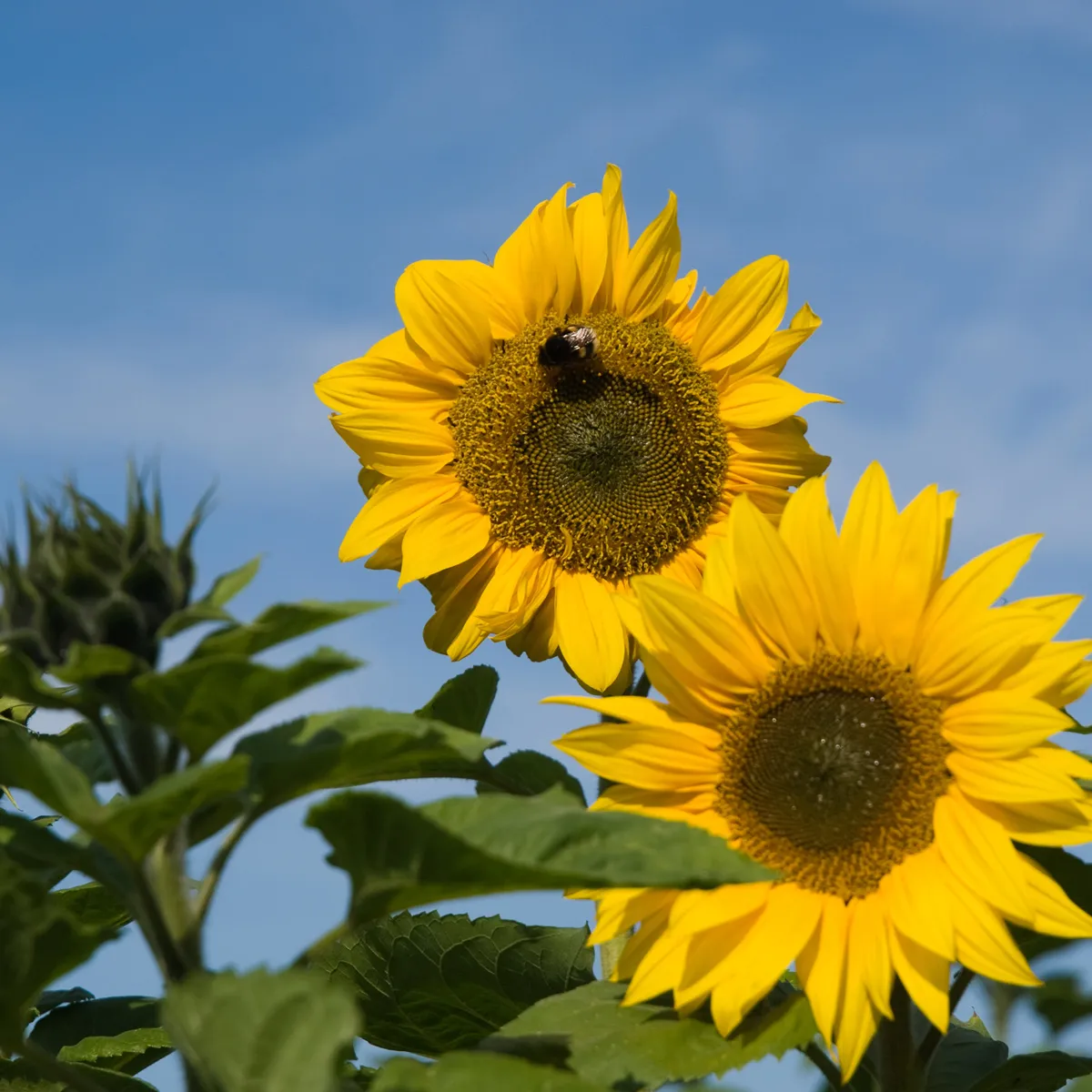 Buntblühende Gründüngung (diverse Arten und Sorten) Bio-Saatgut-Mix