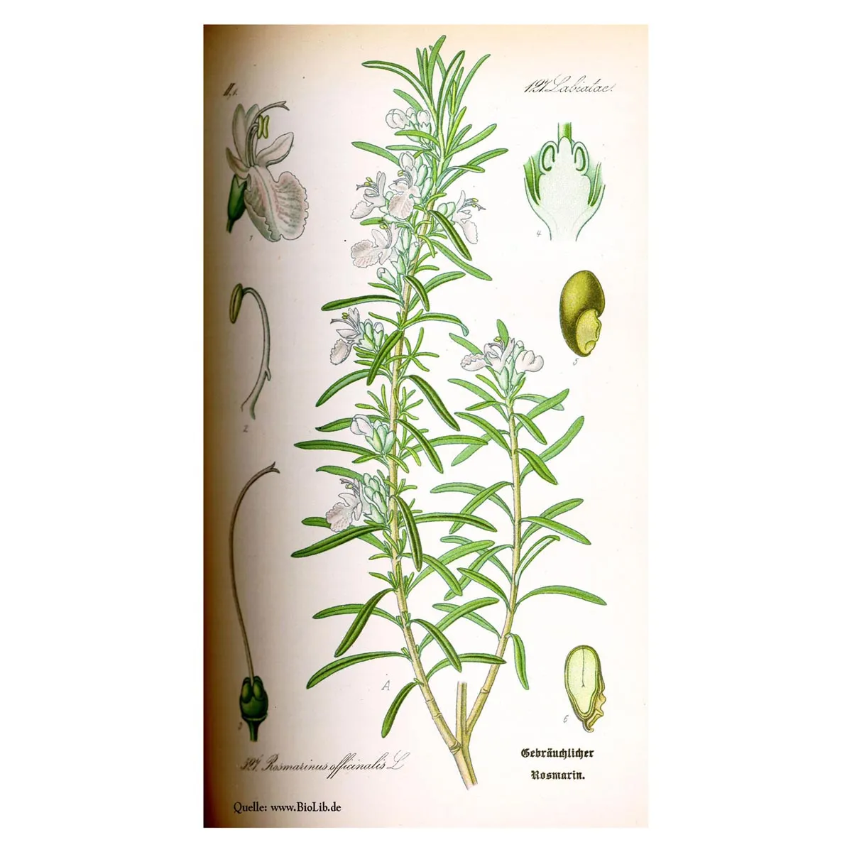 Rosmarin (Rosmarinus officinalis) Samen
