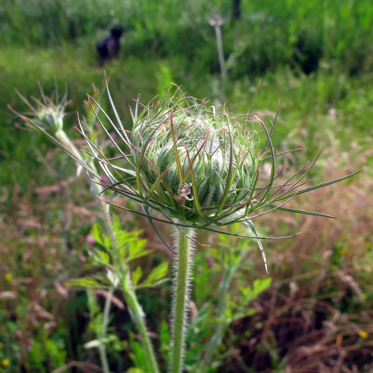 Wilde Möhre (Daucus carota ssp. carota) Bio Saatgut