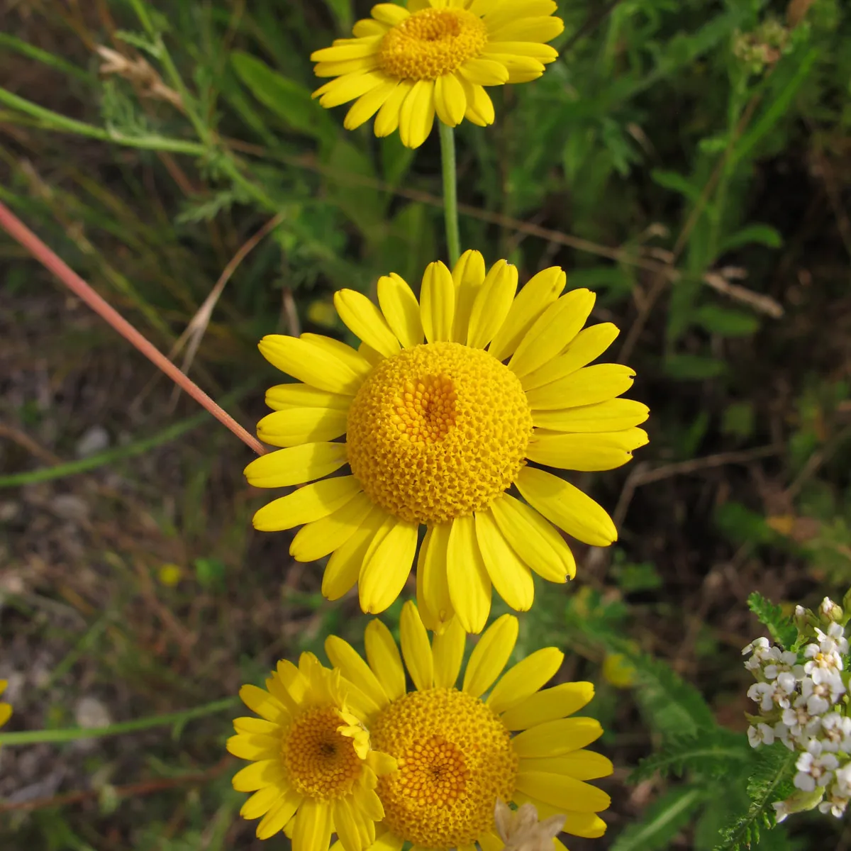 Färber-Hundskamille (Anthemis tinctoria) Samen