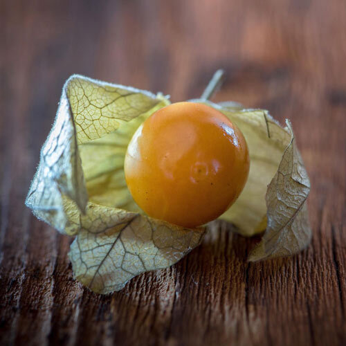 Reife Physalis (Andenbeere) in aufgeklappter, trockener Hülle
