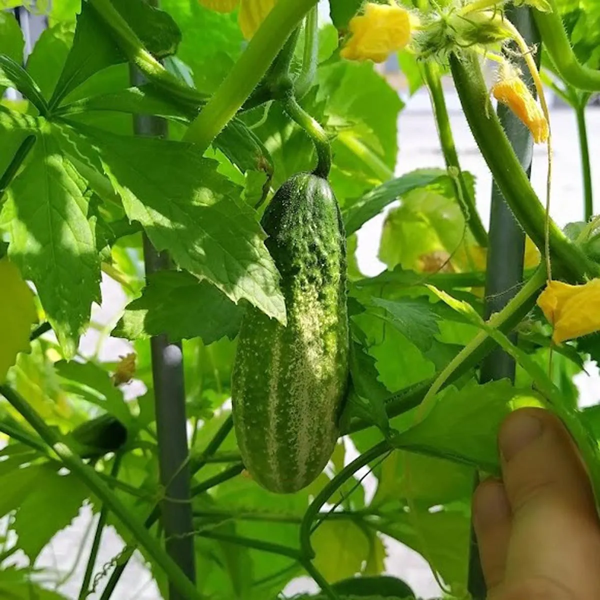 Einlege-Gurke 'Vorgebirgstrauben' (Cucumis sativus) Samen
