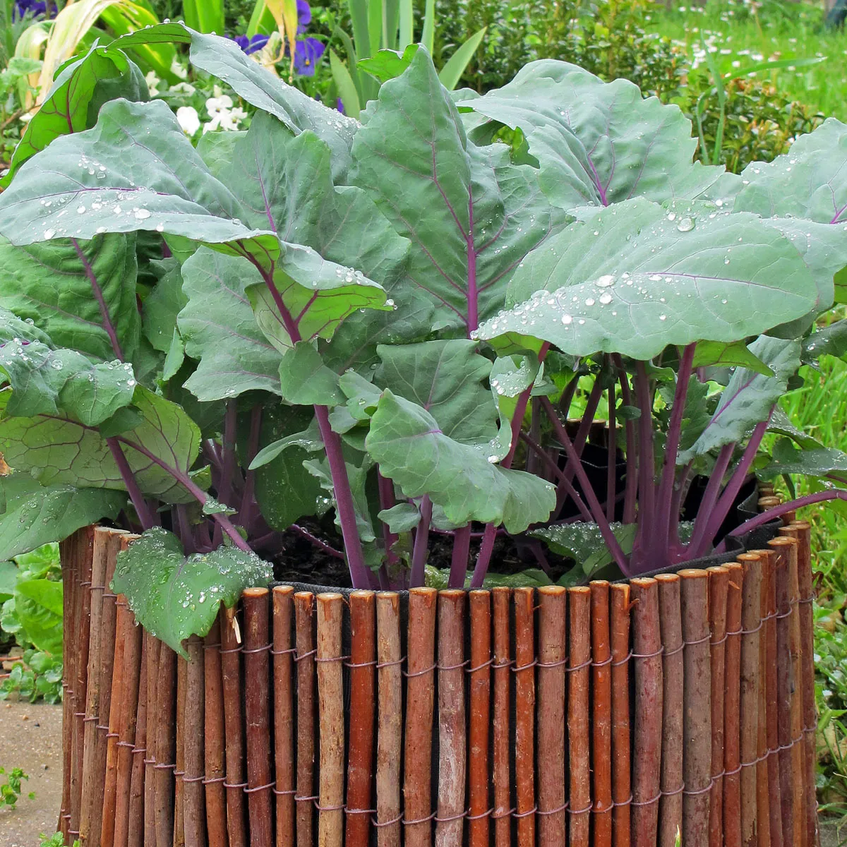 Violetter Kohlrabi 'Blauer Delikatess' (Brassica oleracea var. gongylodes) Bio Samen