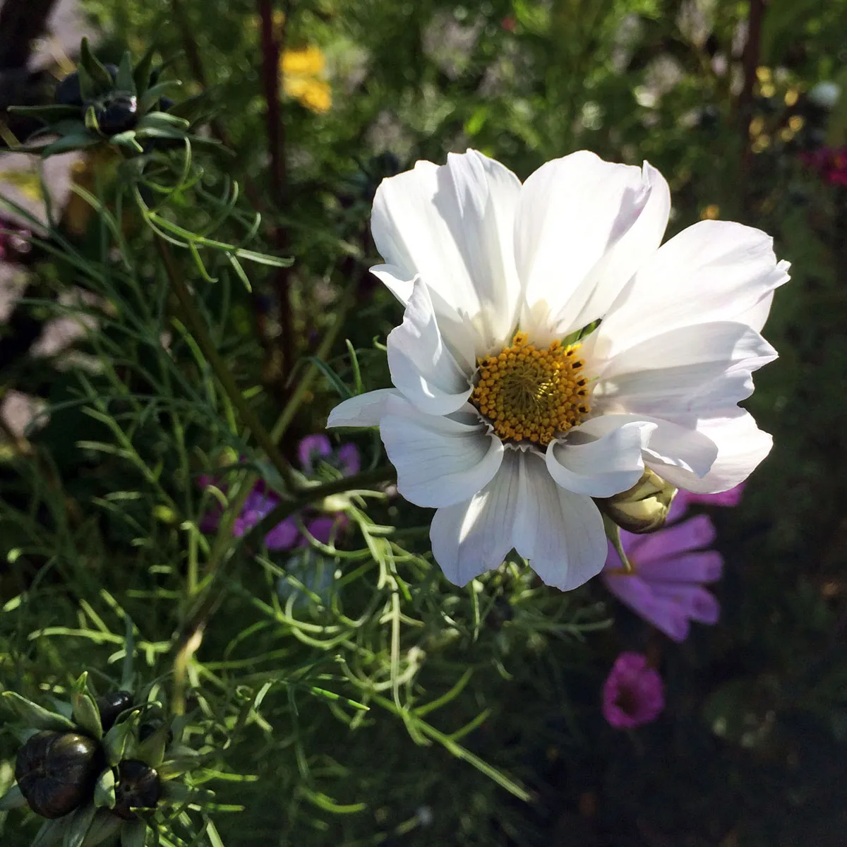 Weiße Cosmea / Schmuckkörbchen 'Sensation Purity' (Cosmos bipinnatus) Samen