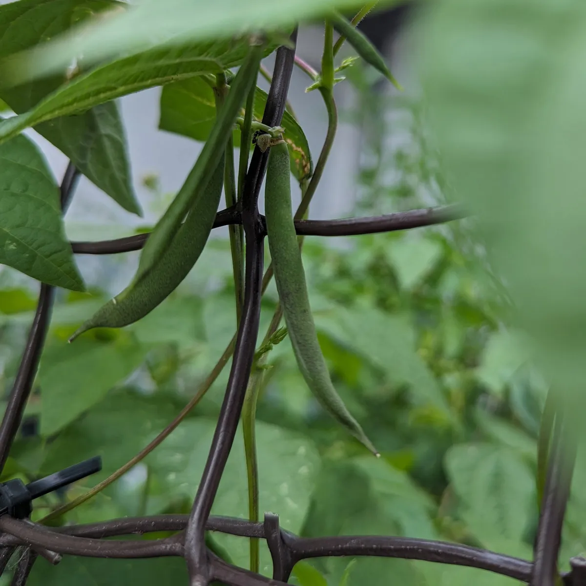 Teparybohne 'Black Mitla' (Phaseolus acutifolius) Samen