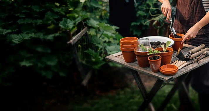Gartentisch mit Tontöpfen und Jungpflanzen beim Umtopfen