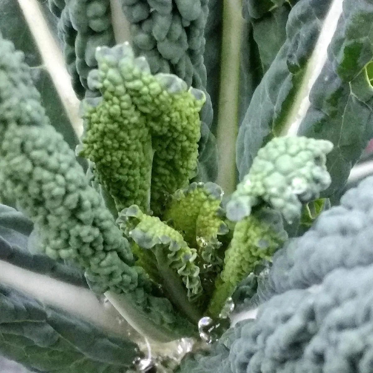 Toskanischer Palmkohl 'Cavolo Nero di Toscana' (Brassica oleracea) Bio Saatgut