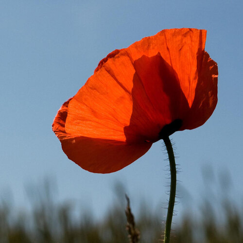 Rote Blüte von Klatschmohn (Papaver rhoeas) vor blauem Himmel