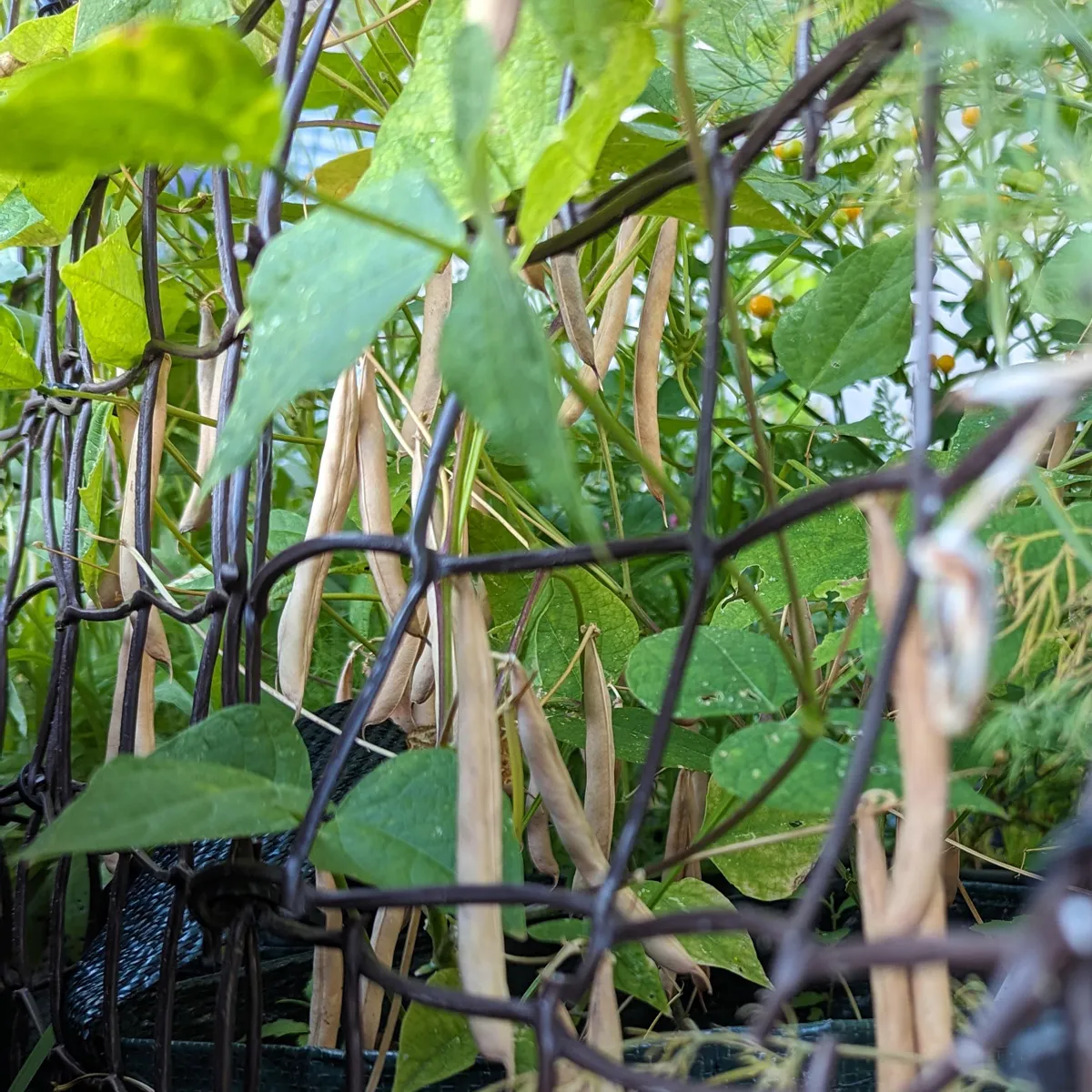 Teparybohne 'Black Mitla' (Phaseolus acutifolius) Samen
