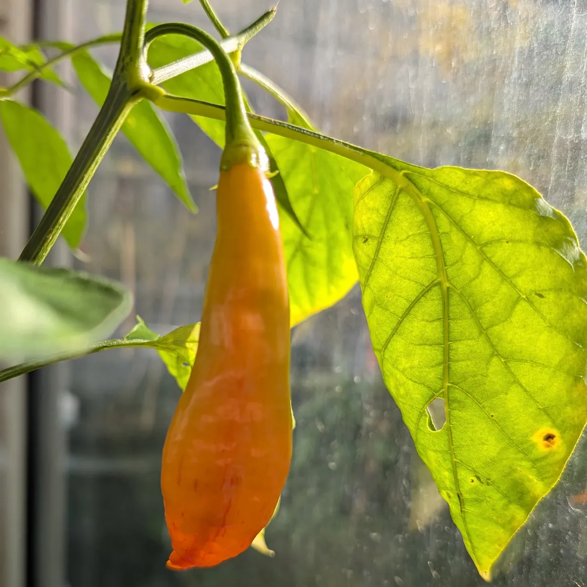 Chili 'Sugar Rush Peach Stripey' (Capsicum baccatum) Samen