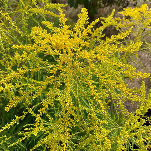 Goldgelbe Blütenrispen der Goldrute (Solidago)