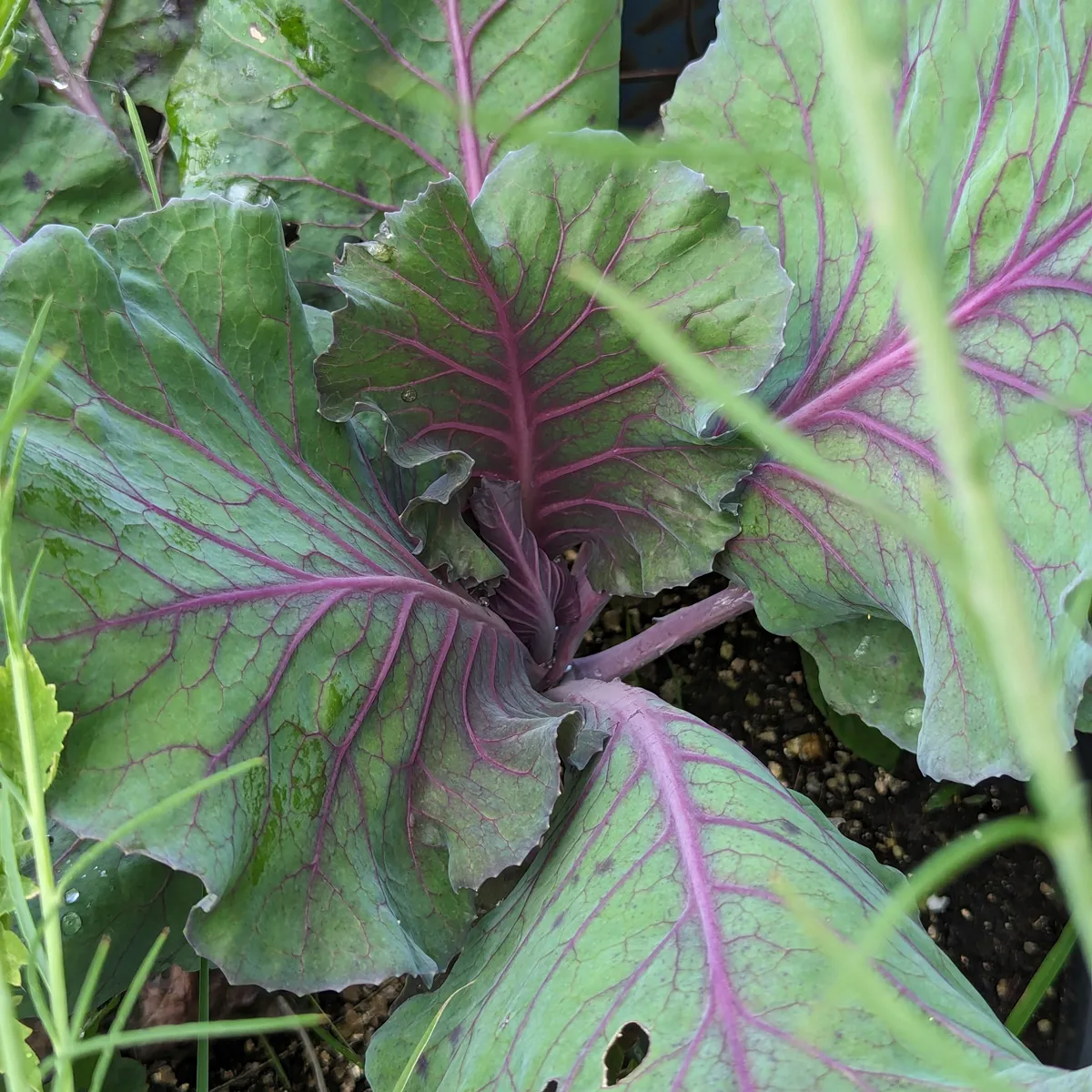 Roter Spitzkohl 'Kalibos' (Brassica oleracea) Bio Saatgut