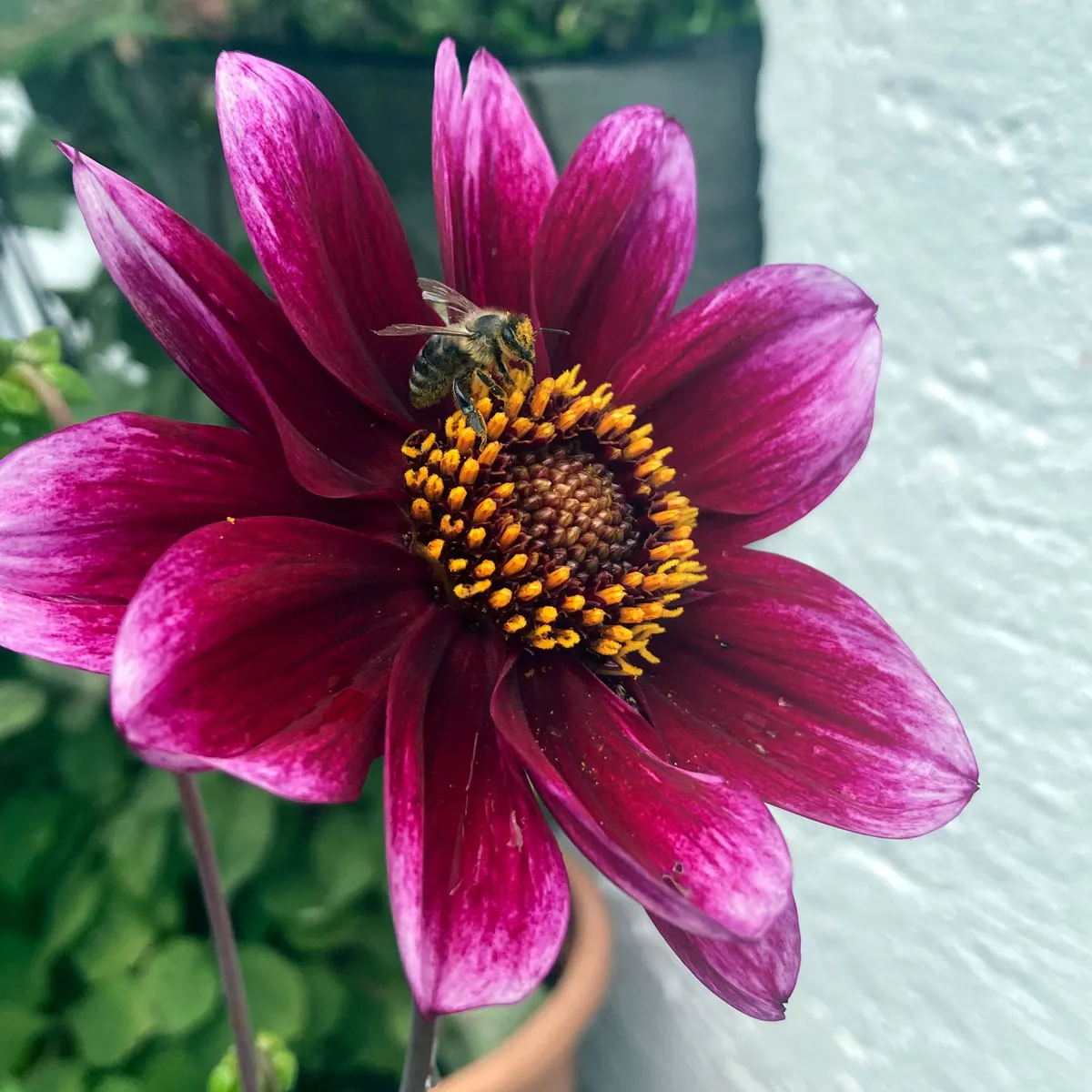 Niedriger Dahlien-Mix (Dahlia variabilis) Samen