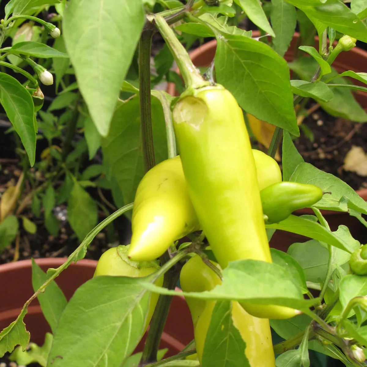 Chili 'Hungarian Hot Wax' (Capsicum annuum) Bio Saatgut