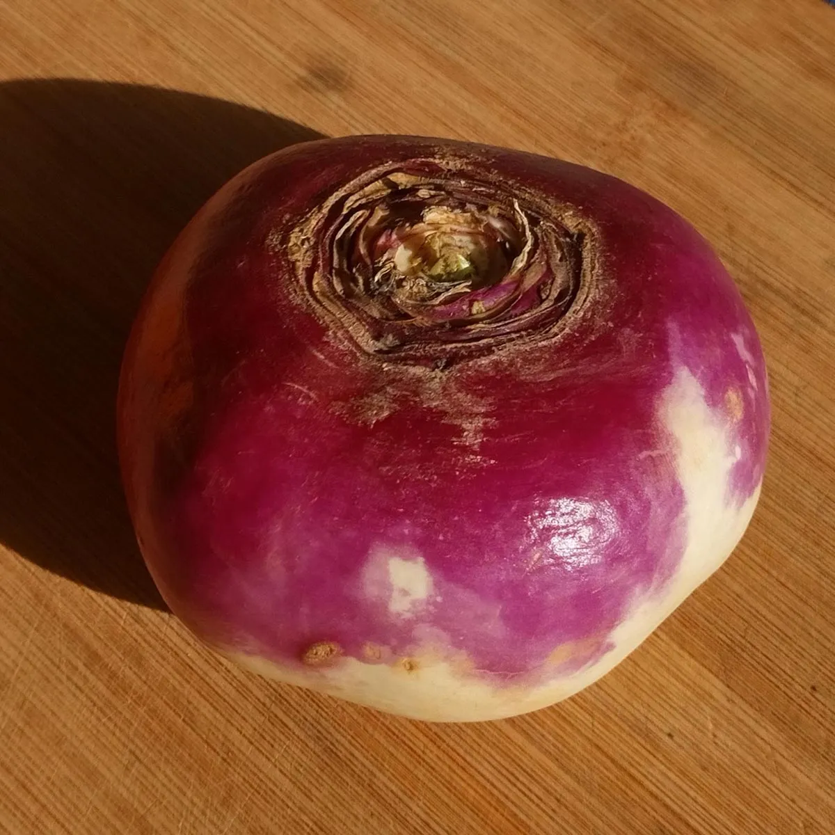 Herbstrüben 'Di Milano A Colletto Viola' (Brassica rapa ssp. rapa) Bio Saatgut
