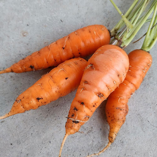Frisch geerntete orange Karotten mit Grün