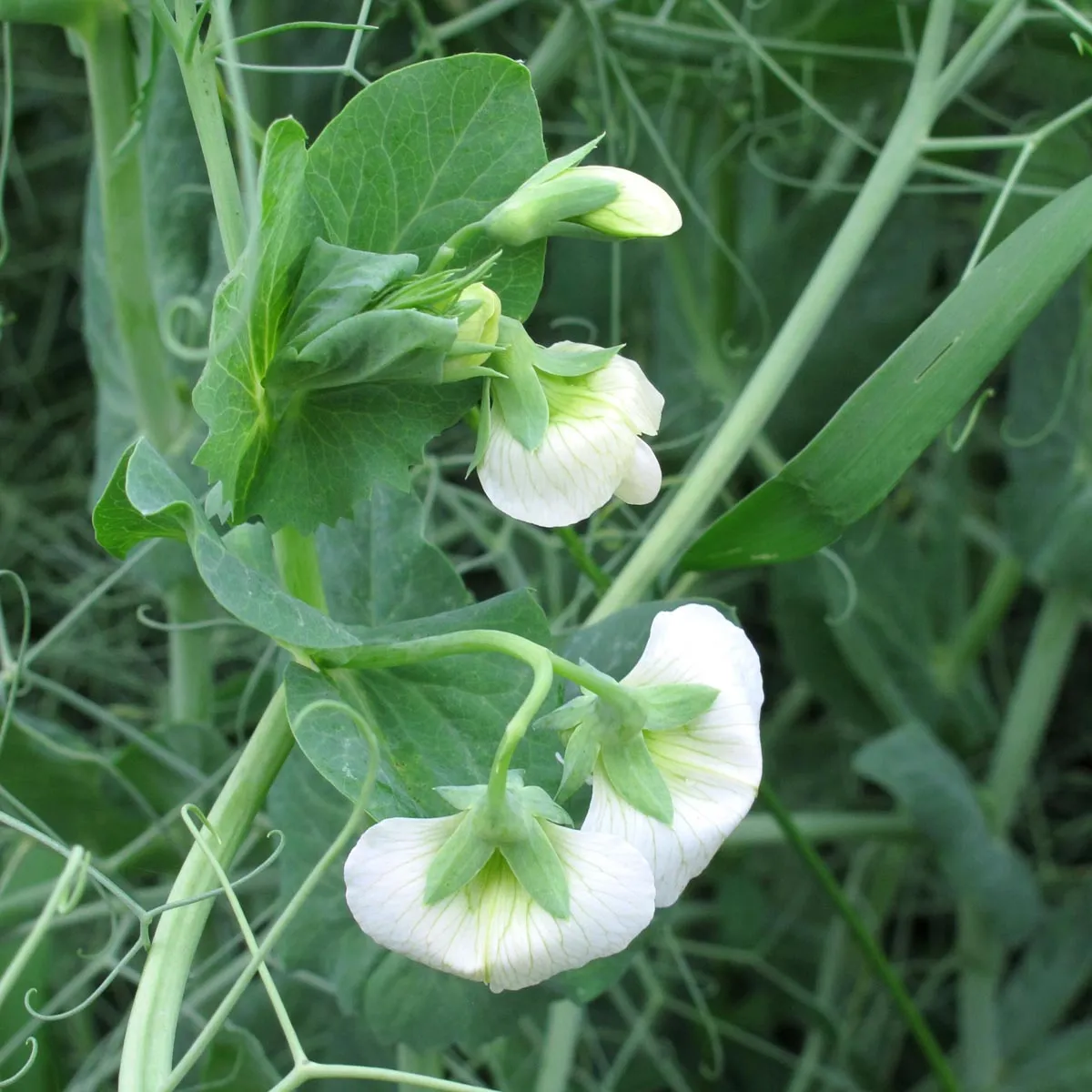 Zuckererbse 'Frühe Heinrich' (Pisum sativum) Bio Saatgut