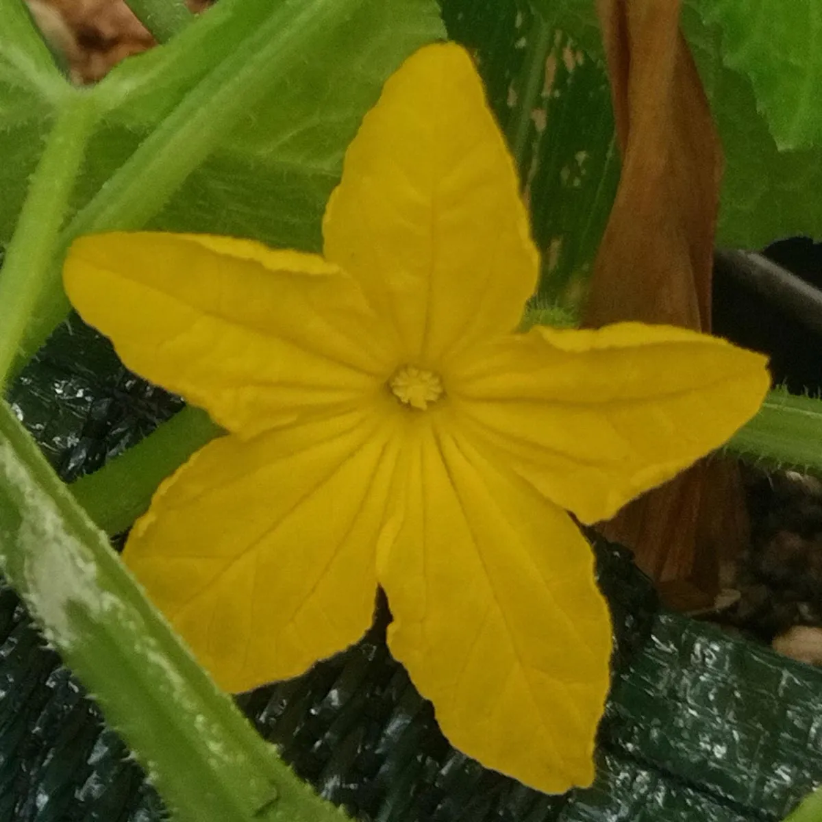 Gurke 'Marketmore’ (Cucumis sativus) Bio Saatgut