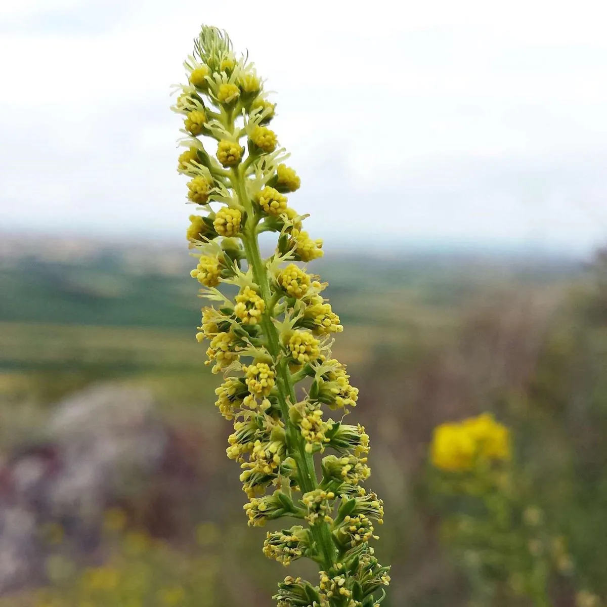 Wildblumen-Mischung (10g passend für ca. 5m² Fläche) Bio