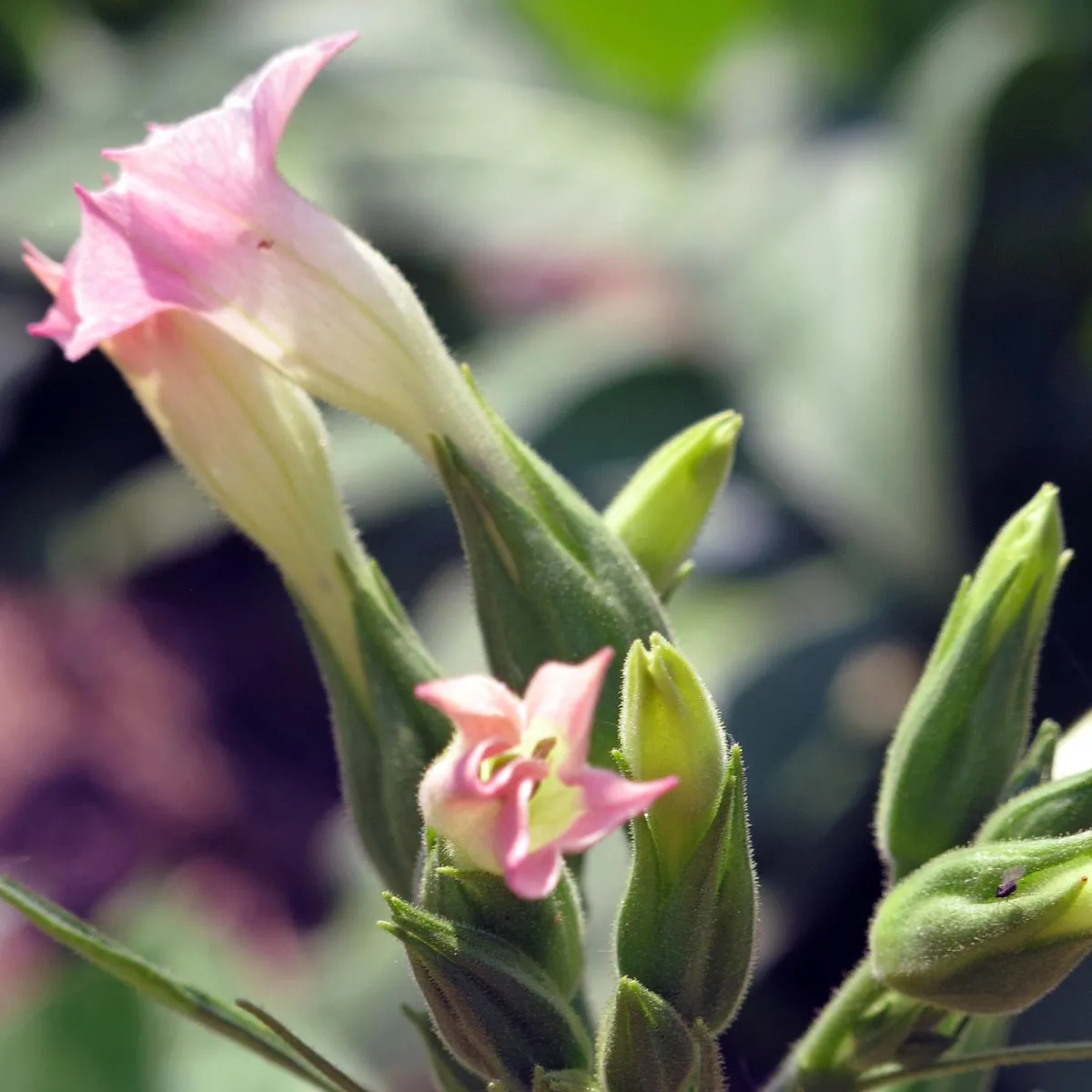 Tabak 'Badischer Geudertheimer' (Nicotiana tabacum) Bio Saatgut