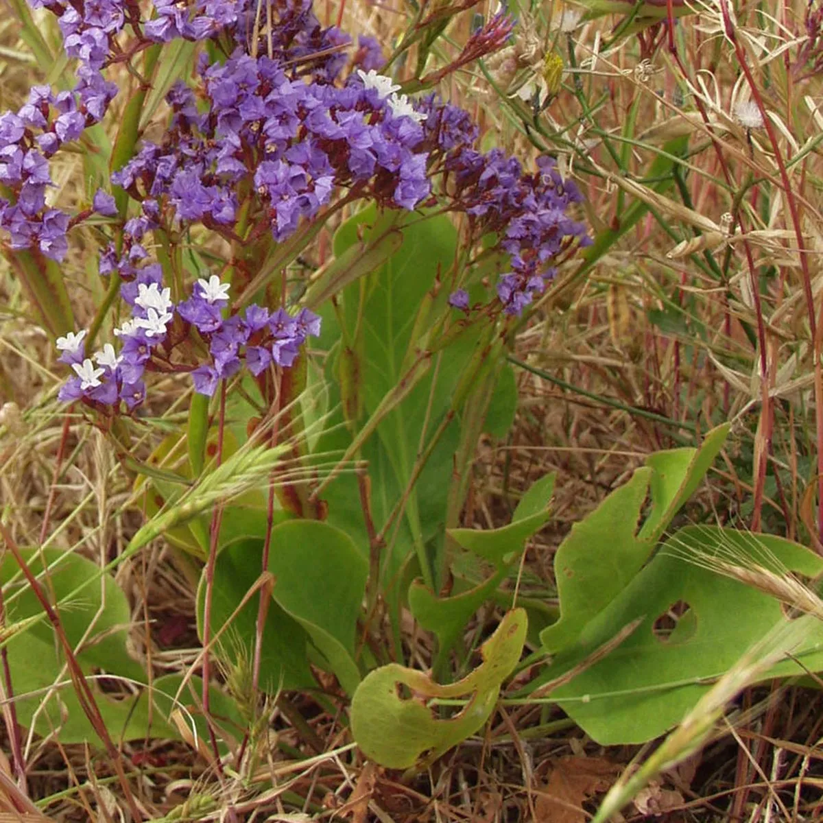 Seelavendel (Limonium perezii)