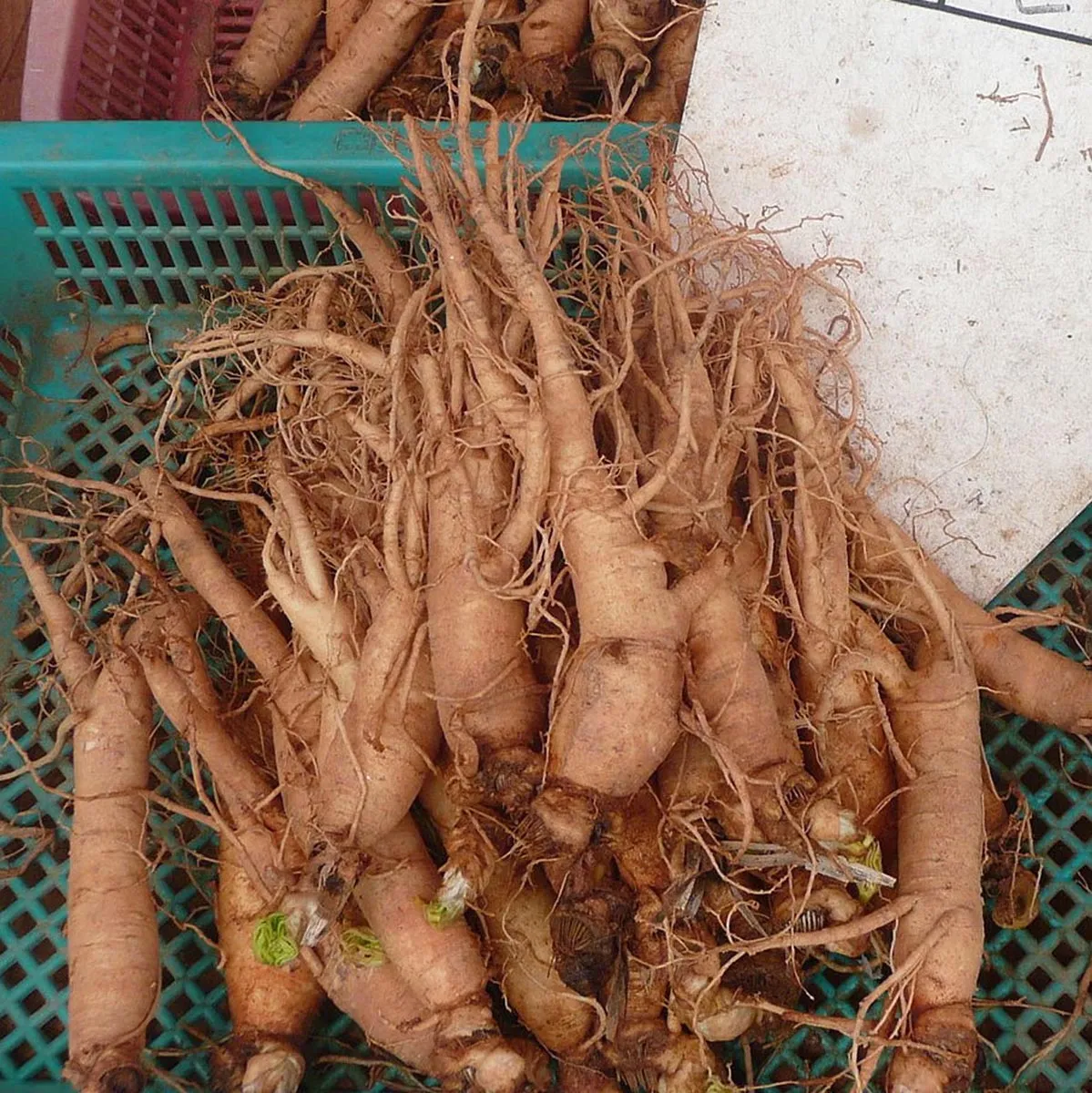 Ginseng (Panax ginseng) Samen