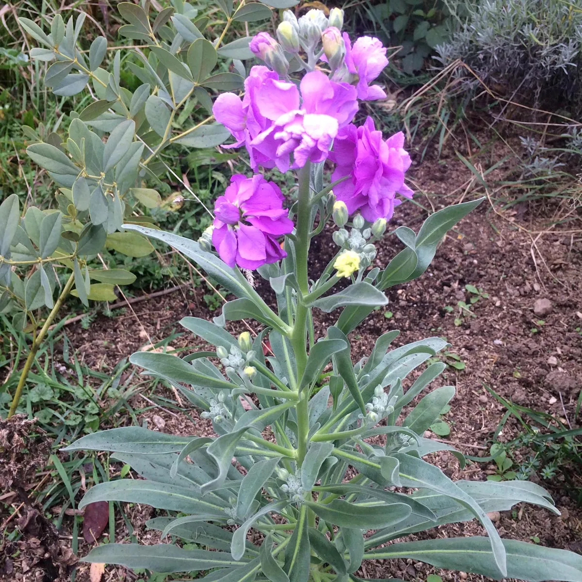 Levkoje (Matthiola incana) Samen