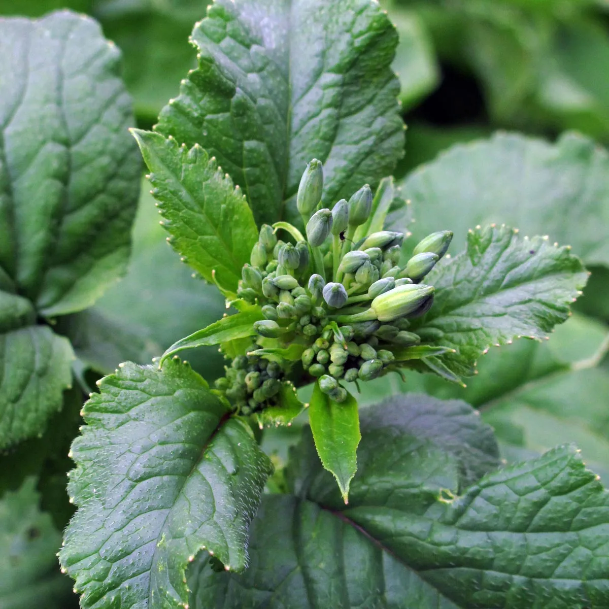 Radieschen 'French Breakfast' (Raphanus sativus) Bio Saatgut