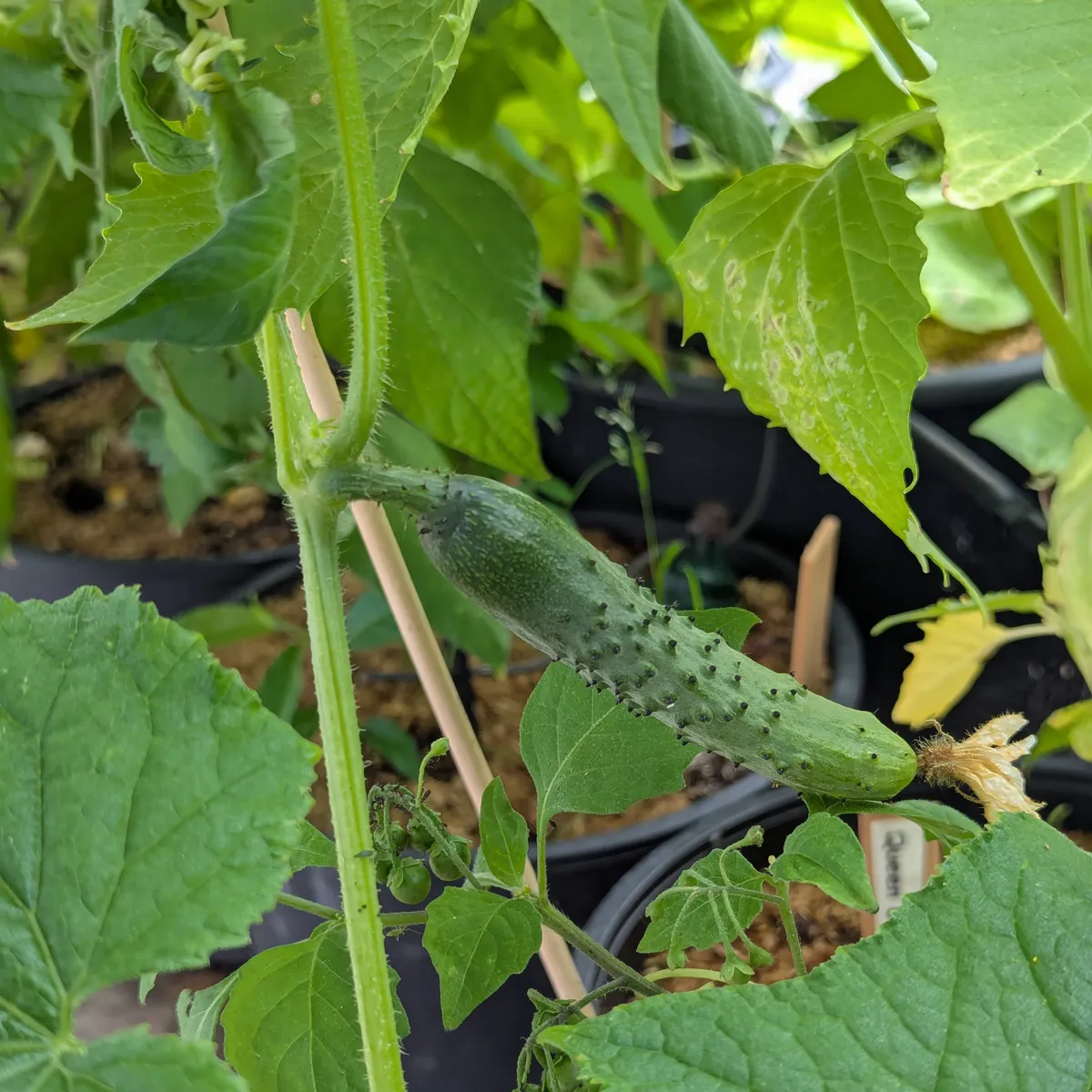 Netzgurke 'Salome' (Cucumis sativus) Bio-Saatgut