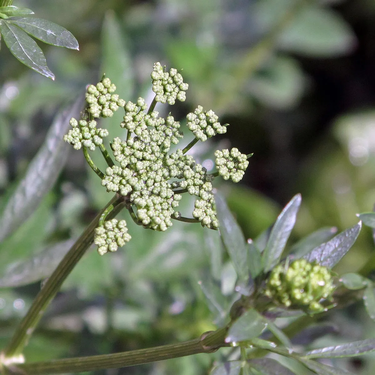 Italienische Glatte Petersilie 'Italian Giant' (Petroselinum crispum var. neapolitanum) Samen