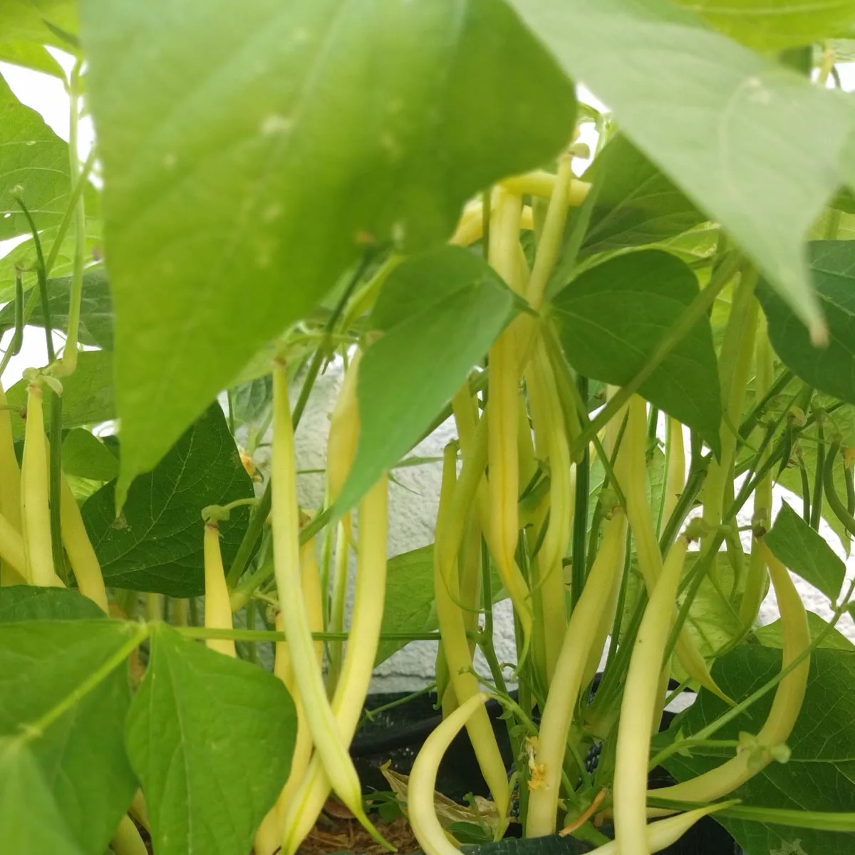 Gelbe Buschbohne 'Dior' (Phaseolus vulgaris) Bio Saatgut