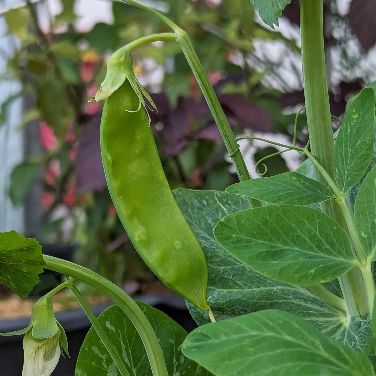 Erbse 'Corne de Belier' (Pisum sativum) Samen