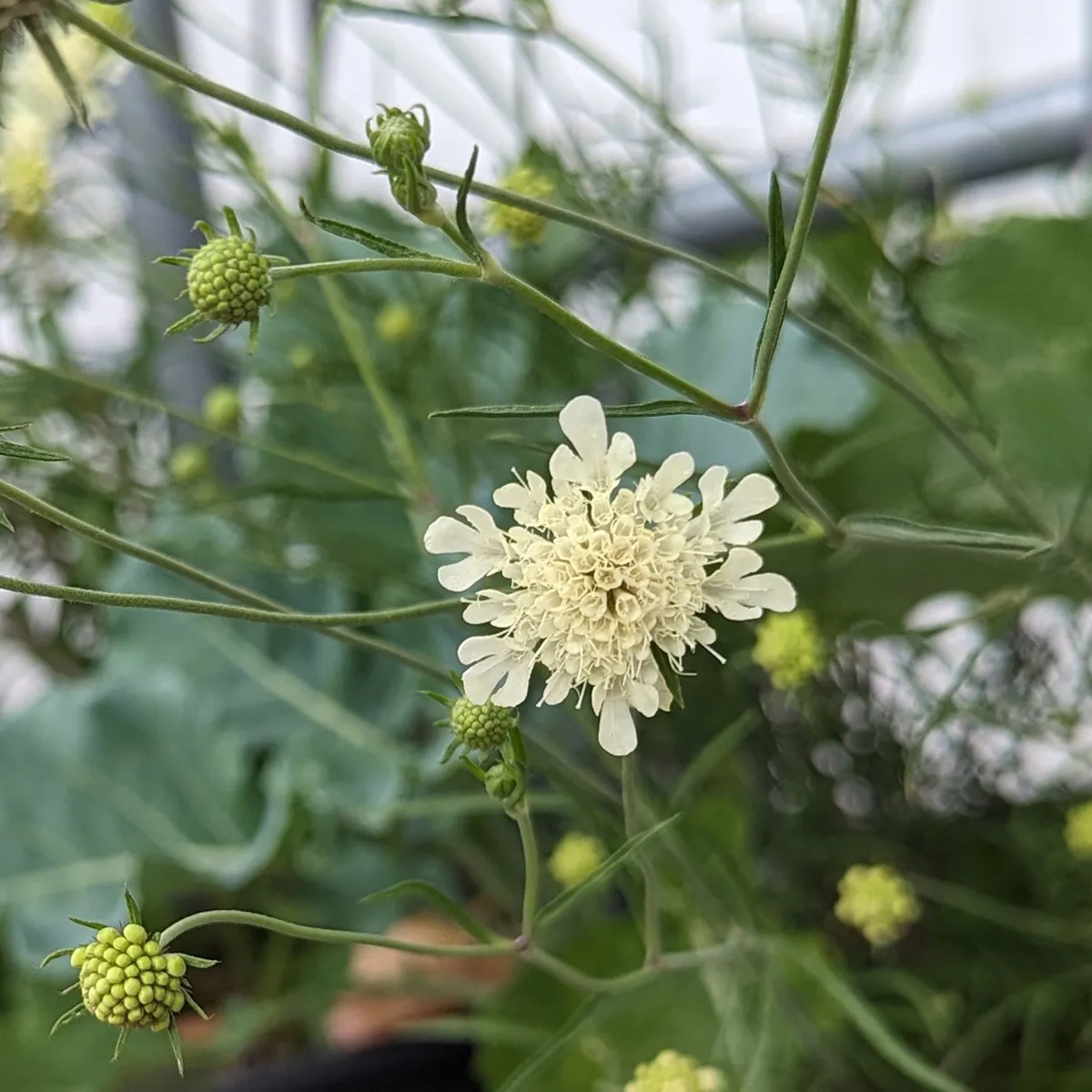 Gelbe Skabiose (Scabiosa ochroleuca) Samen