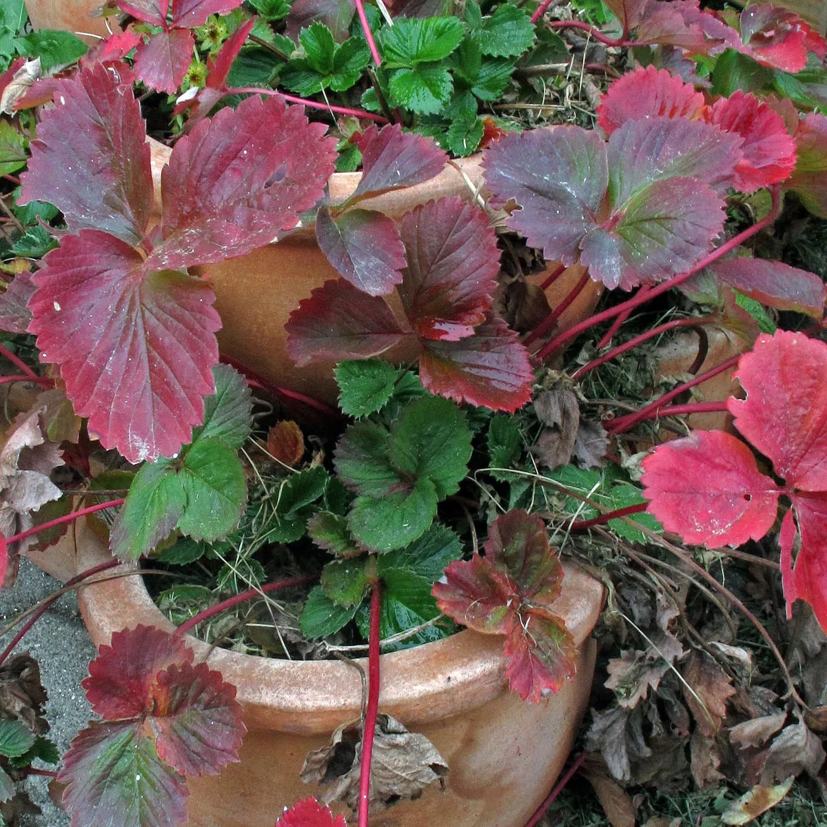 Monatserdbeere 'Rügen' (Fragaria vesca var. semperflorens) Samen