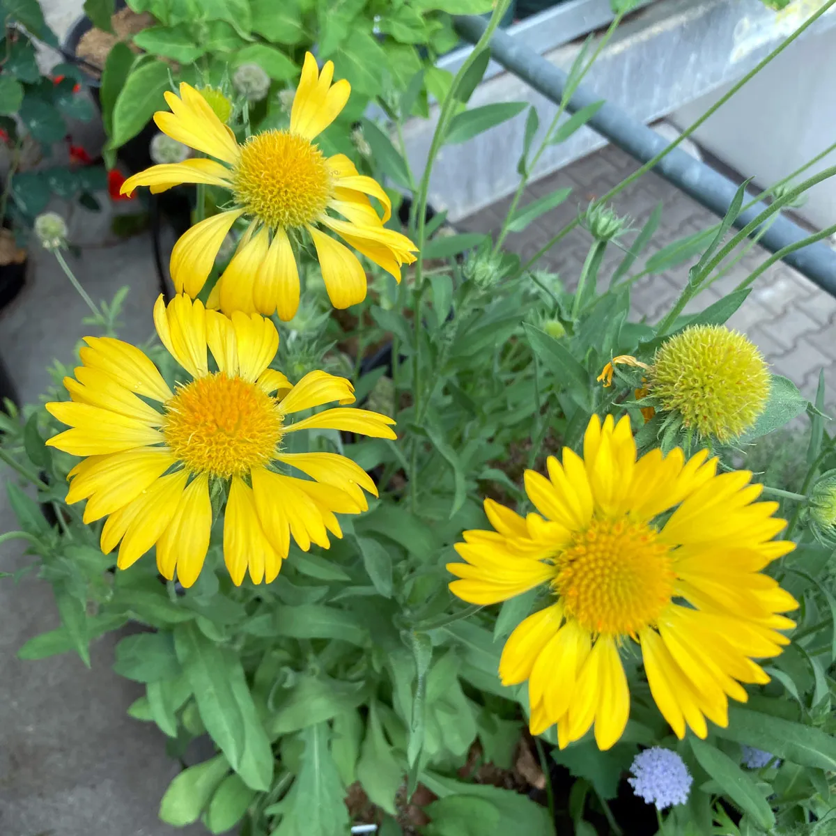 Gelbe Kokardenblume 'Aurea Pura' (Gaillardia aristata) Samen