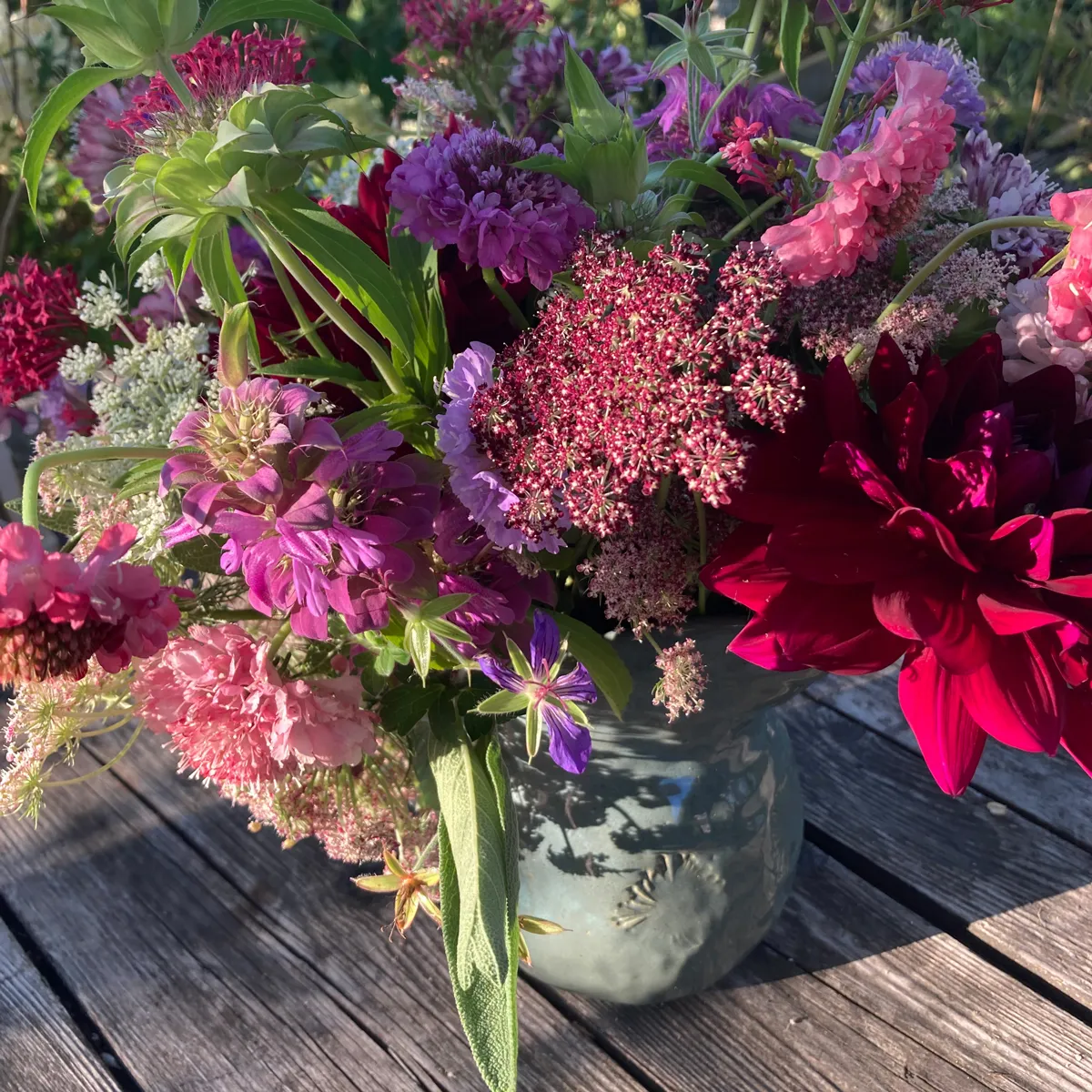 Violette Wilde Möhre (Daucus carota) Samen