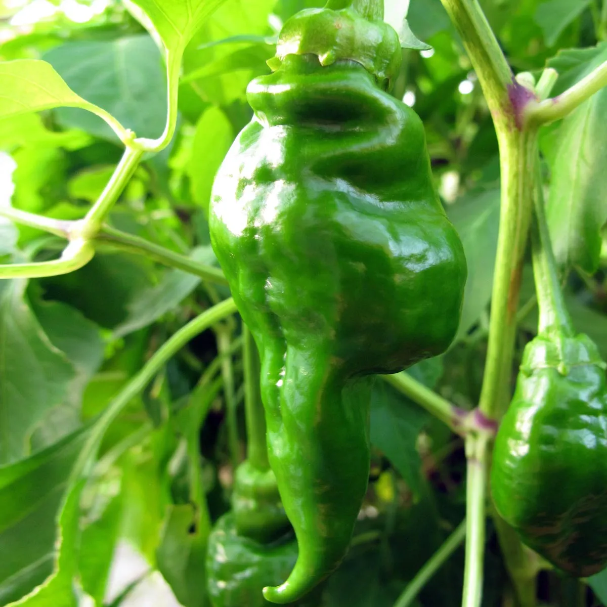 Chili 'Monkeyface' (Capsicum annuum) Samen