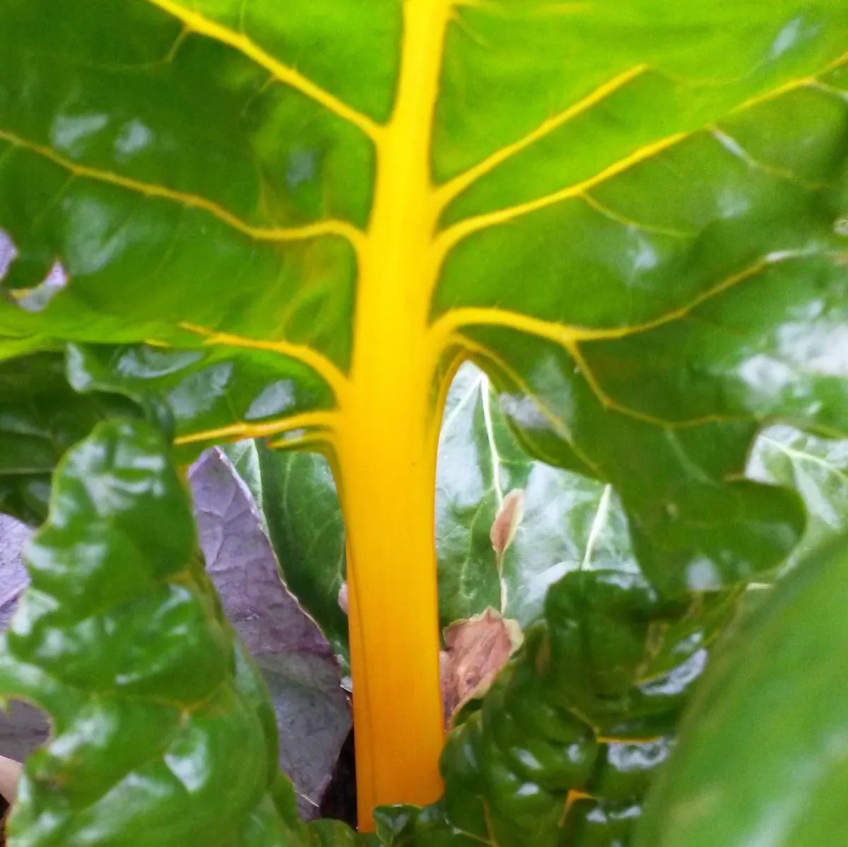 Gelber Mangold 'Bright Yellow' (Beta vulgaris subsp. vulgaris) Samen