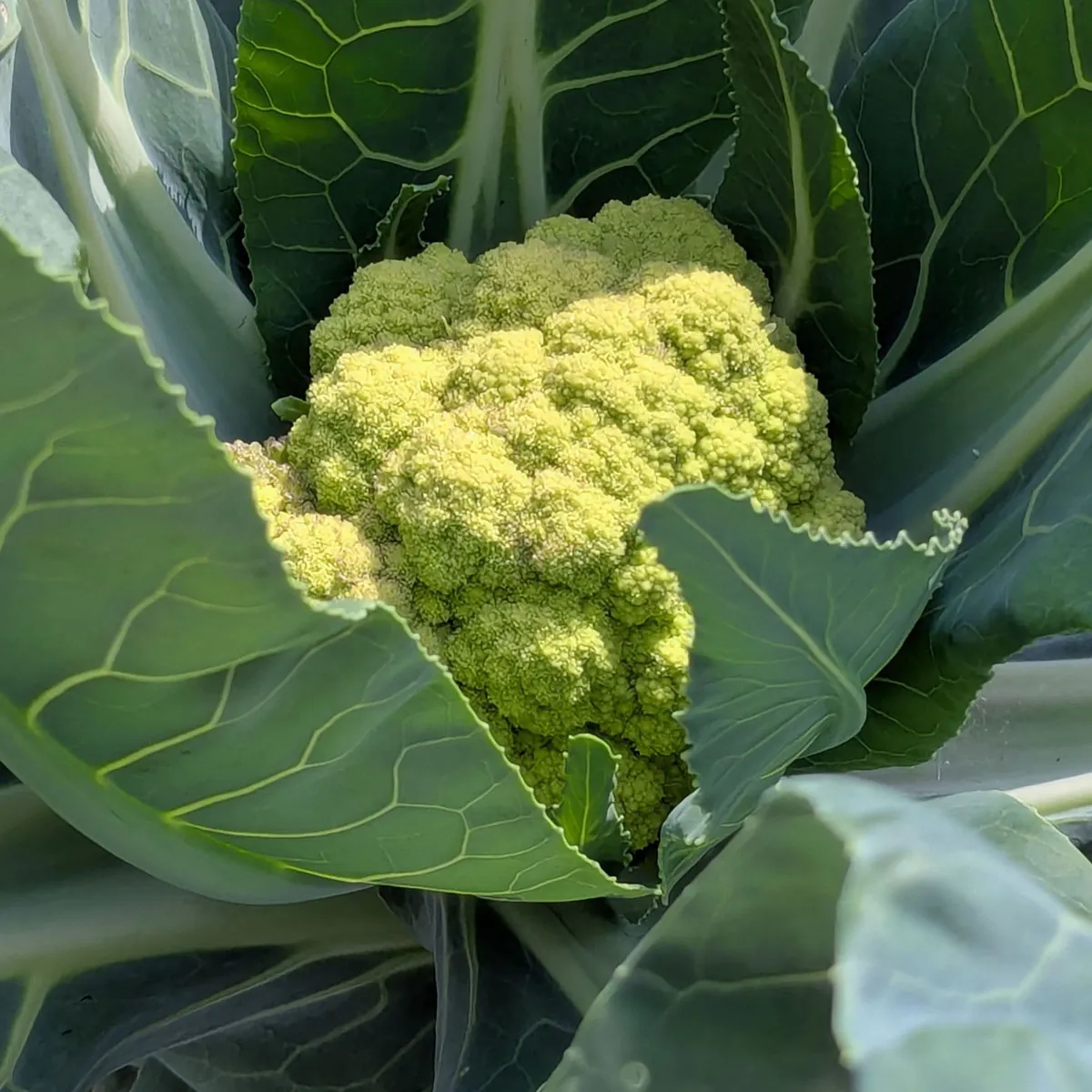 Grüner Blumenkohl 'Verde di Macerata' (Brassica oleracea var. botrytis) Samen