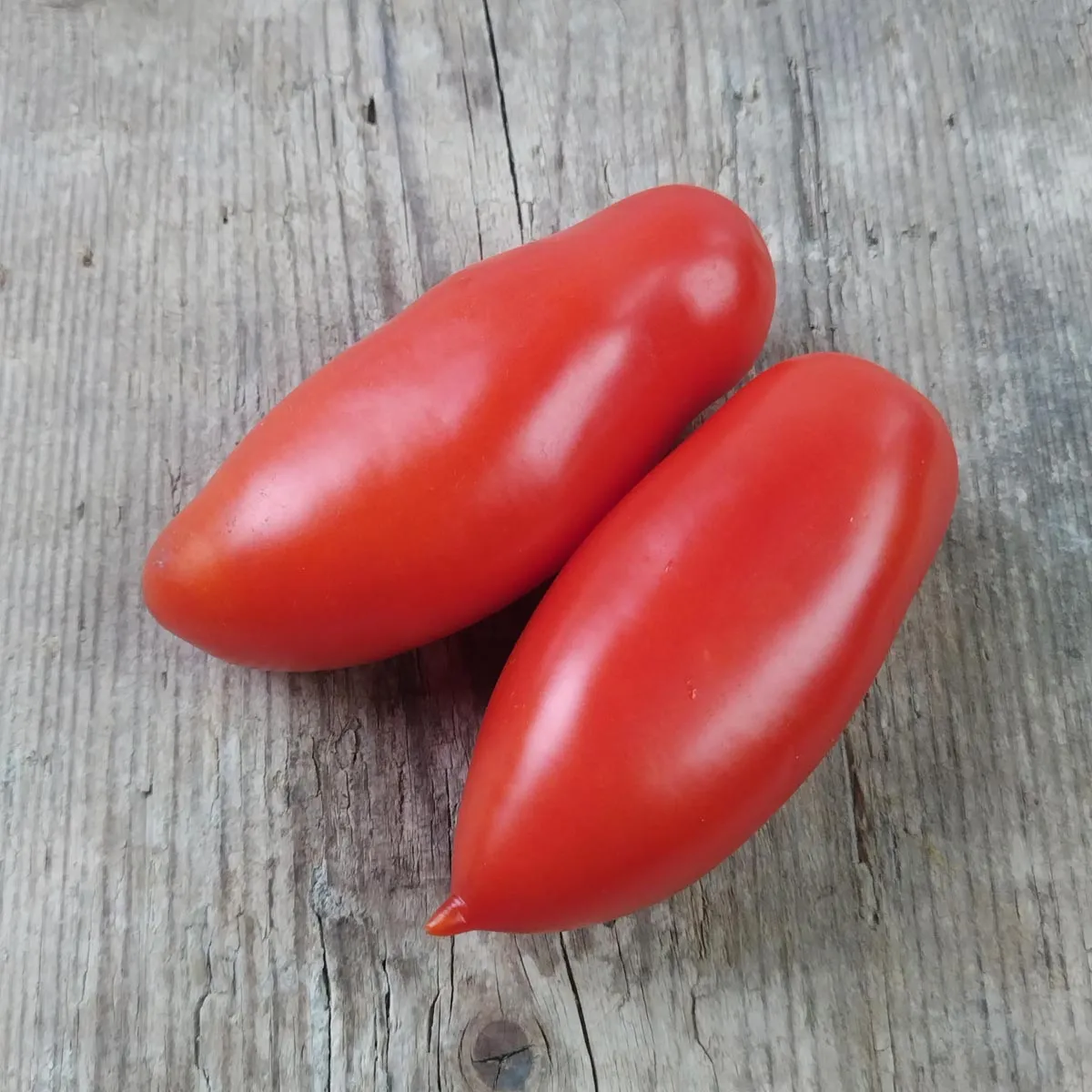 Tomate 'San Marzano' (Solanum lycopersicum) Bio Saatgut
