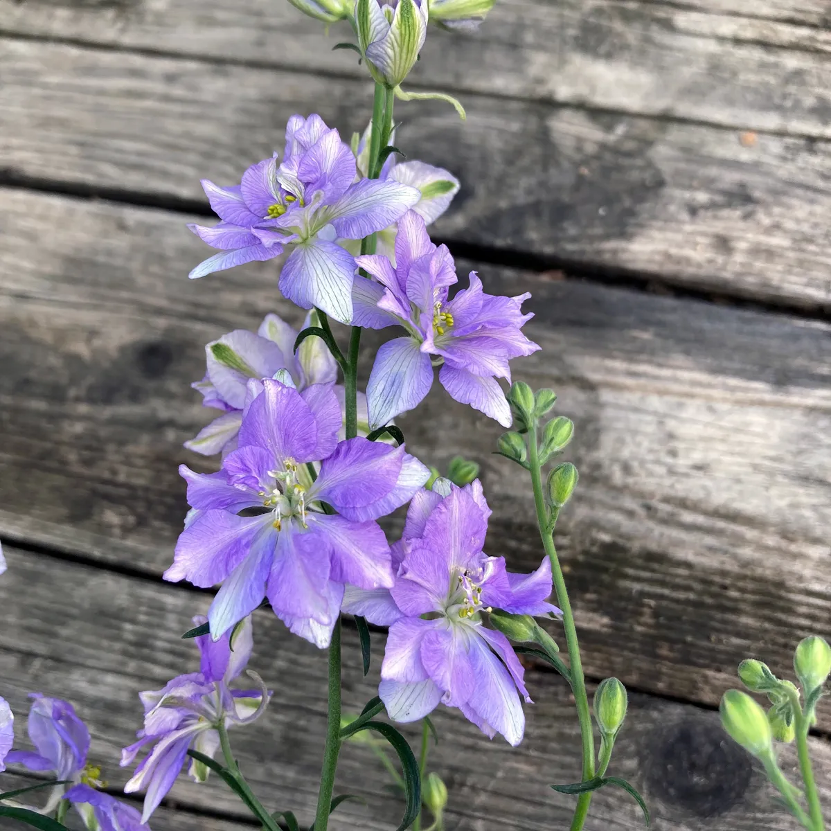 Blauer Feldrittersporn 'Blue Bell' (Consolida ajacis) Samen