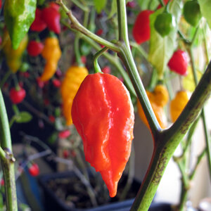 Reife rote Schote der Chili 'Naga Jolokia' an der Pflanze, dahinter rote und gelbe Früchte