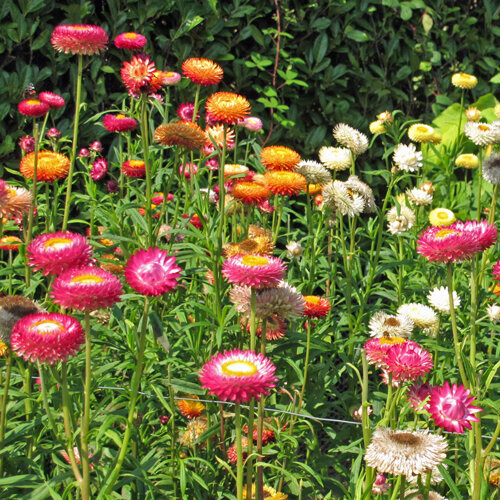 Garten-Strohblume (Xerochrysum bracteatum) in Rosa, Orange, Gelb und Weiß im Beet