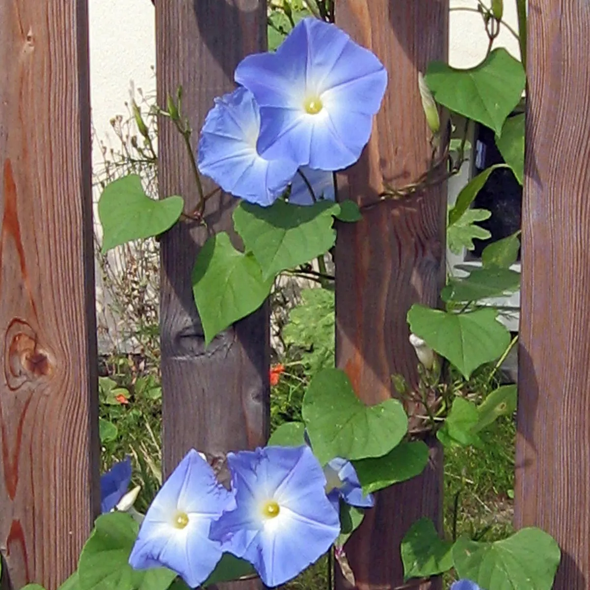Trichterwinde 'Heavenly Blue' (Ipomoea tricolor) Samen