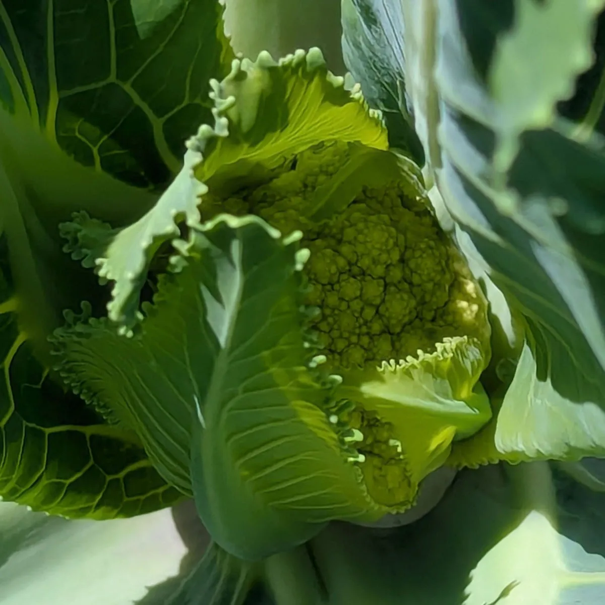 Grüner Blumenkohl 'Verde di Macerata' (Brassica oleracea var. botrytis) Samen